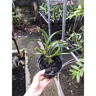 Hoa Lan Cattleya cánh sáp màu đỏ - chậu phi 12