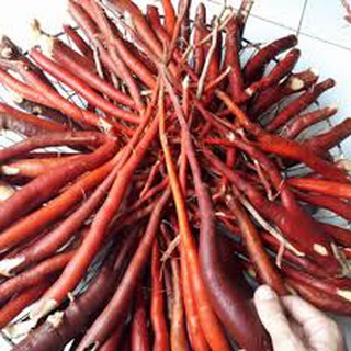 1 bịch SÂM TIÊN MAO ĐỎ (SÂM CAU ĐỎ) 0.5KG