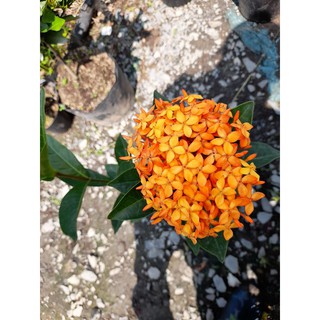 Trang ...Mẫu đơn  Mỹ  Cam