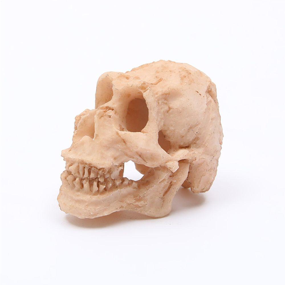 Lloyd Đầu Lâu Nhỏ Bằng Nhựa Tổng Hợp Trang Trí Bể Cá / Bò Sát / Đầu Lâu / Bò Sát