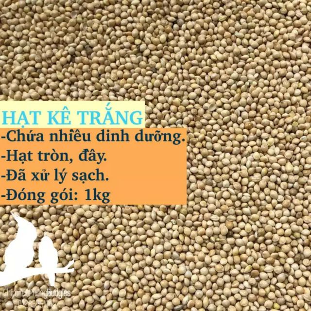 HẠT SẠCH_GIÁ TỐT] 1KG KÊ TRẮNG CHO THÚ CƯNG CHIM CẢNH CU GÁY YẾN PHỤNG