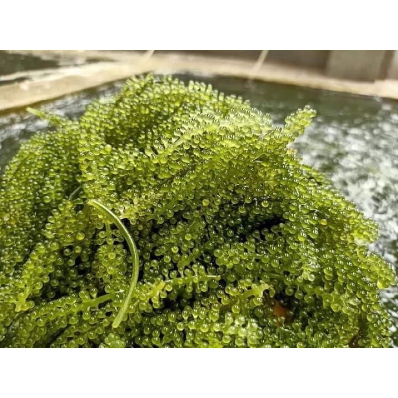 100gram Rong nho tách nước Monino | BigBuy360 - bigbuy360.vn