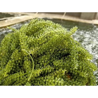 100gram Rong nho tách nước Monino