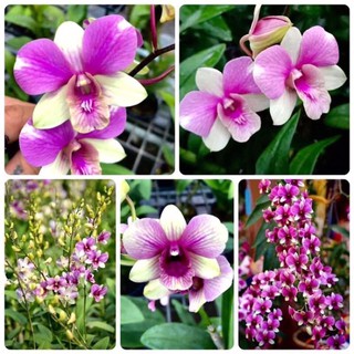 Lan dendro đồng tiền tím - 1 chậu, hàng lá hoặc đang hoa