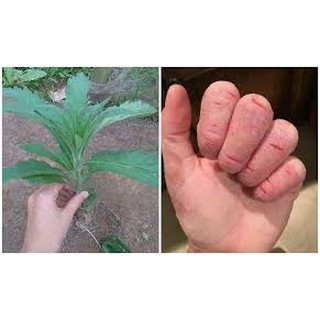 Cây Ngải Dại khô 1kg