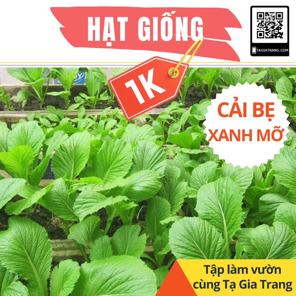 Deal 1K - 100 Hạt giống rau cải bẹ xanh mỡ - Tập làm vườn cùng Tạ Gia Trang