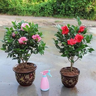 5 Hạt giống hoa Trà My Nhật 