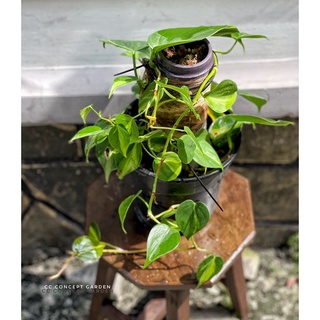 Trầu bà | Philodendron Brasil