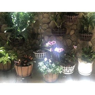 [GREEN HOUSE] Giỏ hoa xơ dừa tròn 2 tấc 3