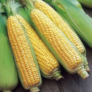 HẠT GIỐNG BẮP NGỌT F1 GOLDEN COB - GÓI 10 GRAM (BẮP MỸ)