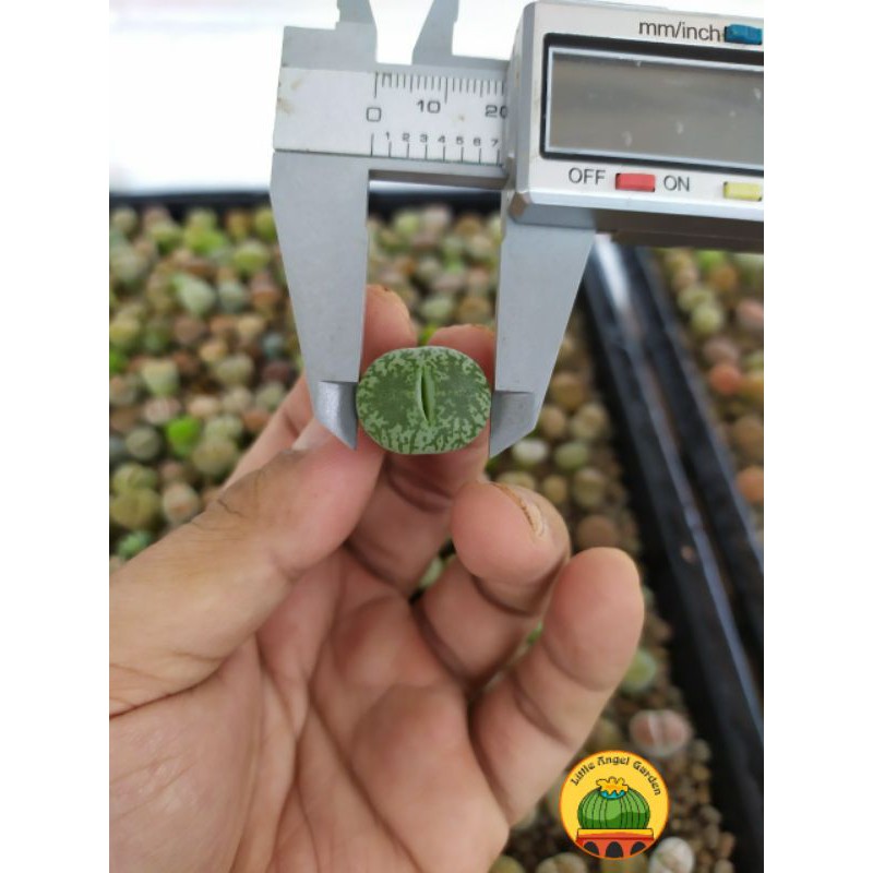 1 sen mông | thạch lan | lithops size 1.8 - 2.2cm giao ngẫu nhiên