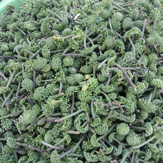 300gr NỤ TAM THẤT BAO TỬ KHÔ - hỗ trợ mất ngủ