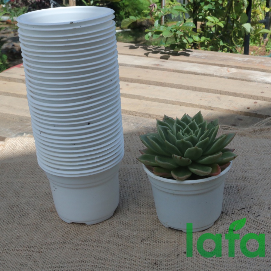 Combo 50 Chậu nhựa kích thước  chuyên trồng cây sen đá thành thấp LAFA chậu chuyên dùng ươm giống cây trồng