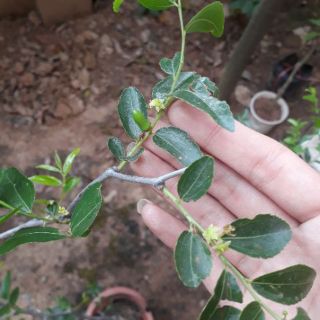 Cây hồng táo cao 1m4