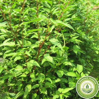 Hạt Giống Rau Đay Đỏ 20g