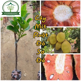 Cây Mít Ruột Đỏ trồng 2 năm bói quả