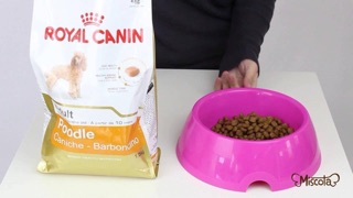 THỨC ĂN HẠT ROYAL CANIN DÀNH CHO POODLE 🐩