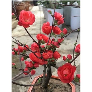Cây hoa Mai đỏ bonsai Nhật Bản - giống siêu nụ cho hoa Tết Nguyên Đán