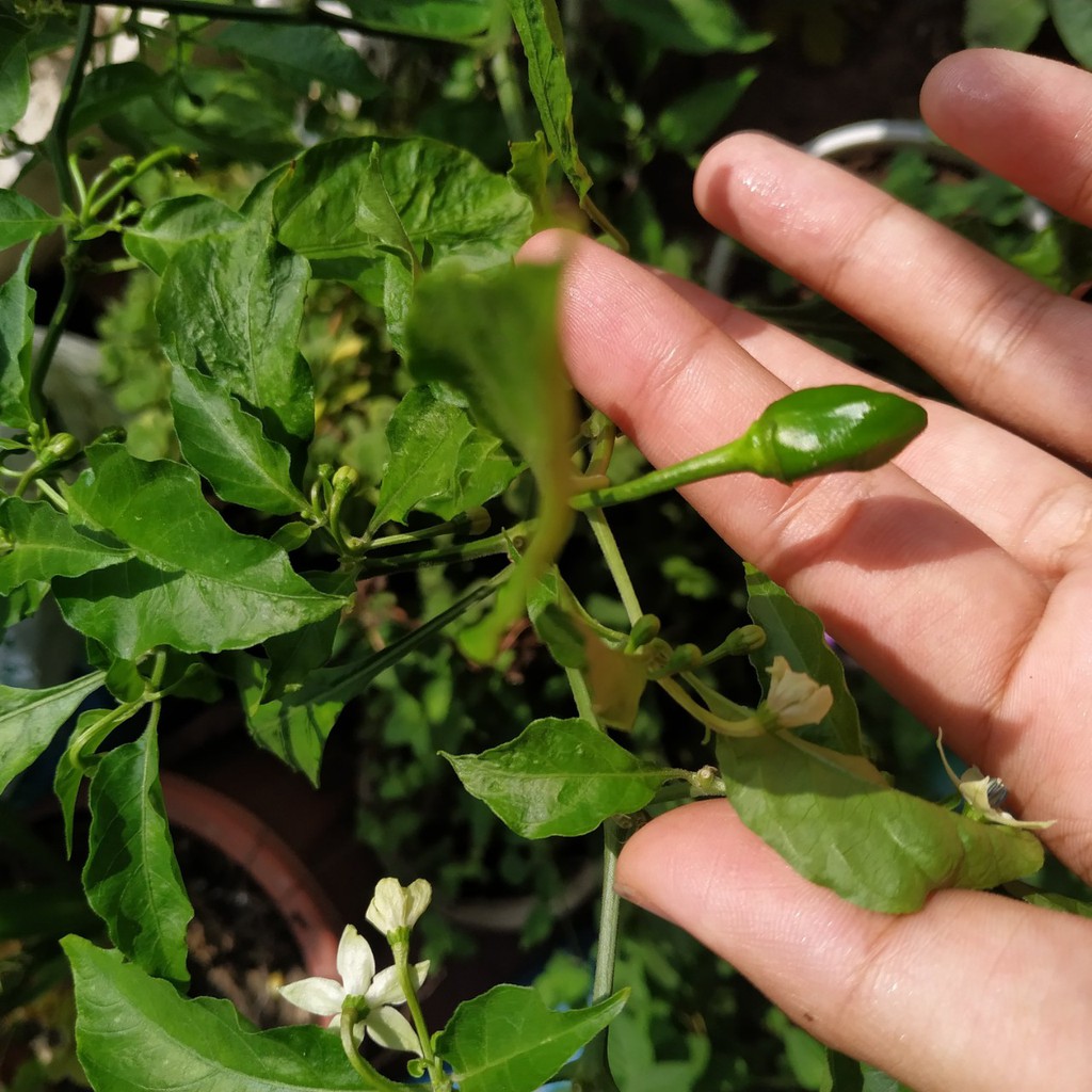 HẠT GIỐNG ỚT SIÊU CAY HABANERO