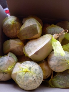 Dừa sáp