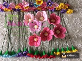 SỈ HOA DÂU TÂY