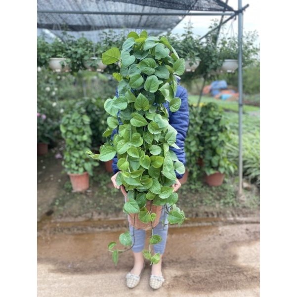 Vạn niên thanh leo cột