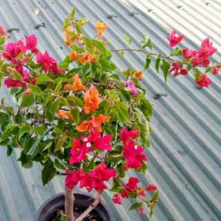 Giấy Thái ghép nhiều màu
