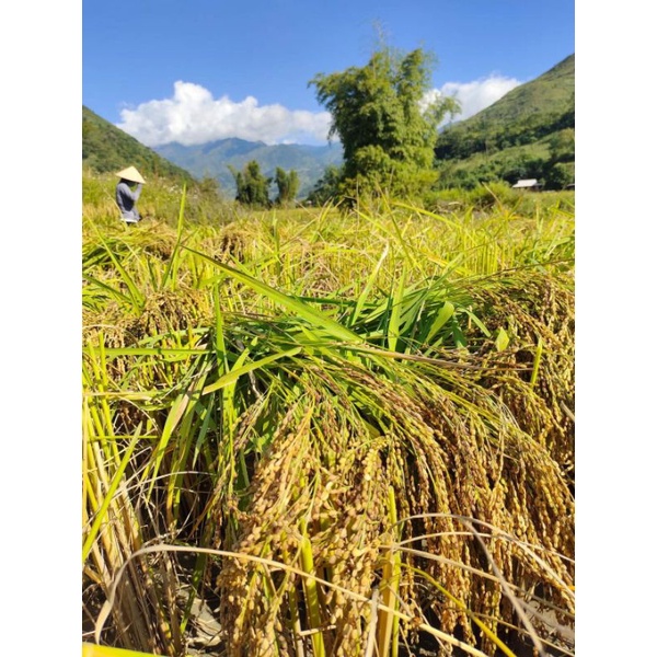 Gạo nếp TÚ LỆ/Đặc sản Yên Bái 1kg- Gạo mùa vừa gặt dẻo, thơm
