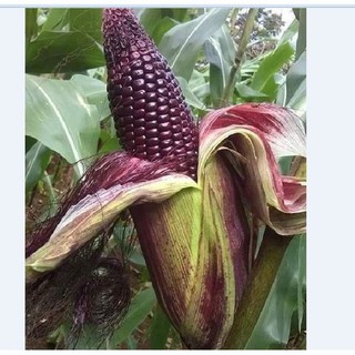 Hạt giống ngô nếp tím thái lan