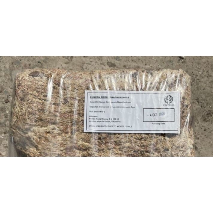 Dớn trắng , rêu trắng,dớn con sâu nhập khẩu đã qua xử lí (Chile Moss , Sphagnum moss) bao 100gr !!!