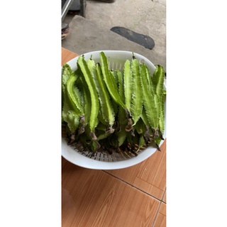 1 Gr HẠT GIỐNG ĐẬU RỒNG