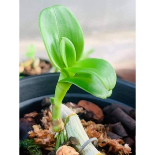 ki phi điệp lá mít xếp 8cm thân thủ lá gân