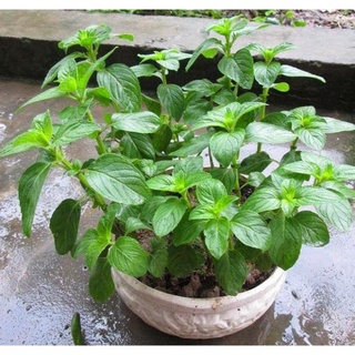 Hạt giống cây bạc hà -50 hạt