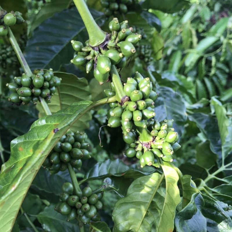 Combo 3kg cà phê nguyên chất rang mộc Chậm Coffee – Yêu Thương 250g | BigBuy360 - bigbuy360.vn