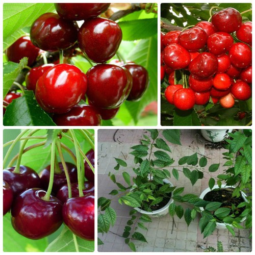 HẠT GIỐNG CHERRY