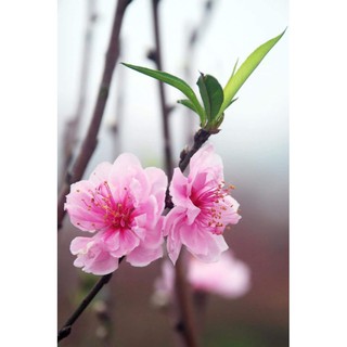 Cây giống Hoa đào phai