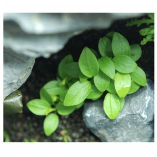 Cây Ráy Nana Lá Nhỏ