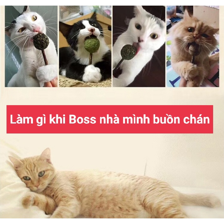 Đồ chơi kẹo mút que catnip - Cỏ bạc hà Giảm Căng thẳng - Sạch răng thơm miệng cho mèo