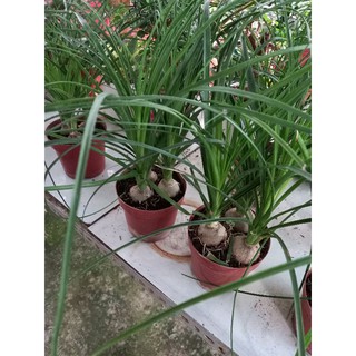 🌿Lan Bình Rượu 3 củ🌿