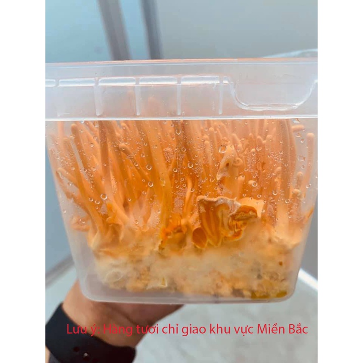 Đông Trùng Hạ Thảo sinh khối cao cấp - hộp 180 gram