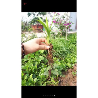 Cây lá dứa lá nếp thơm (làm màu)