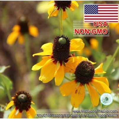 50h Hạt Giống Hoa Cúc Tâm Đen Rudbeckia Nón Mexico (C3.201| B27)