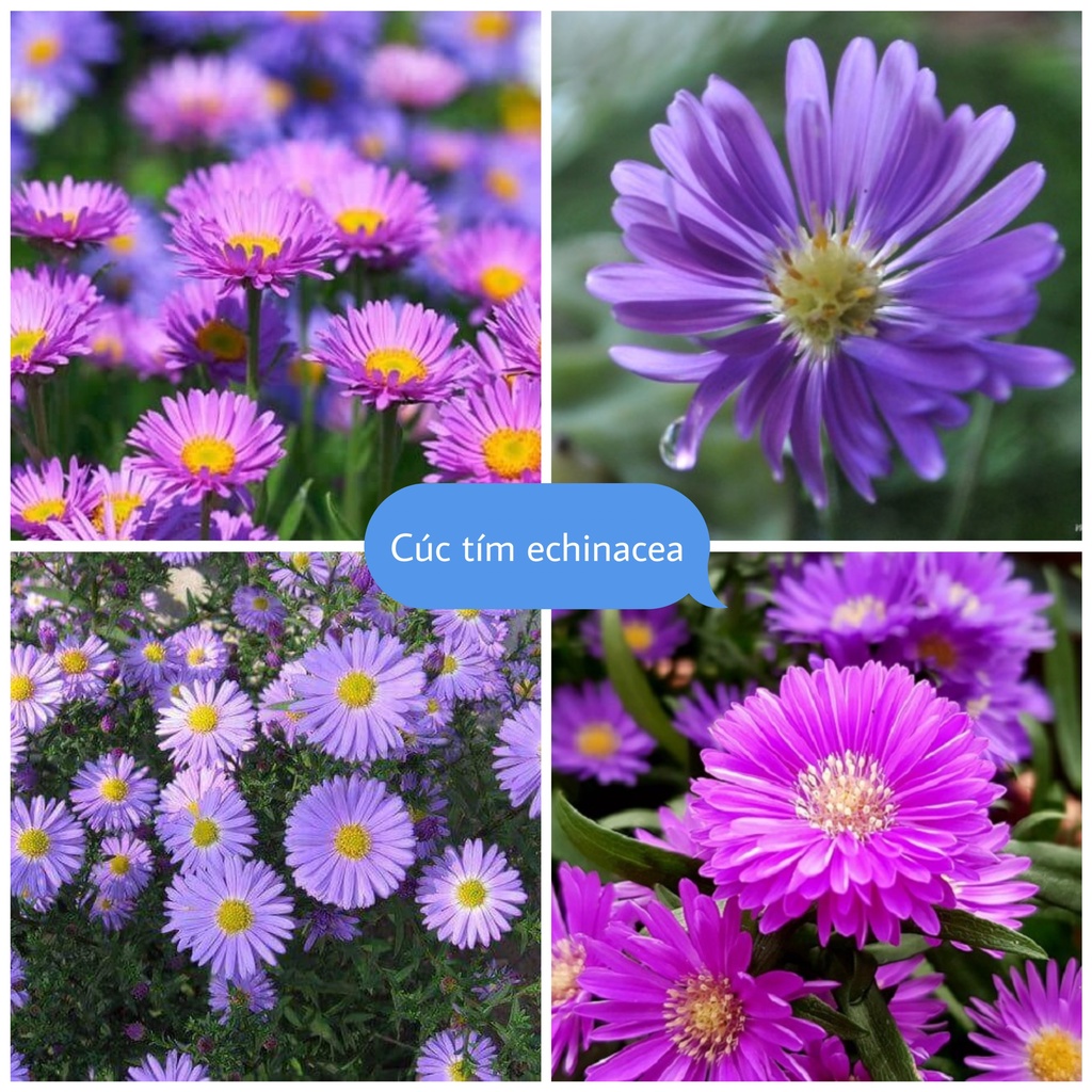 Hạt Giống Cúc Tím Echinacea chuẩn F1 Loại dễ trồng hoa nở đẹp chống sâu bệnh