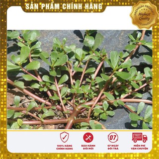 Hạt giống rau sam -sâm đất LUCKY SEEDS