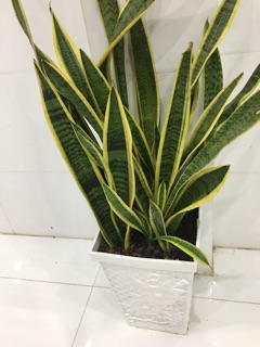 Lưỡi hổ thái