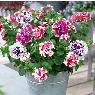20 Hạt giống hoa dạ yến thảo kép viền nhiều màu