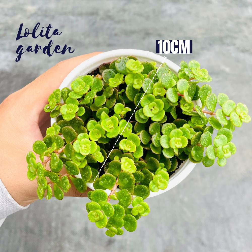 Sen đá sedum vảy cá Đà Lạt size trung bình cây cảnh trang trí nhà cửa Lolita garden