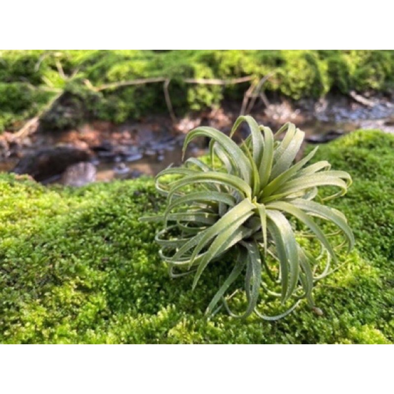 Cây không khí ion curly  leaf