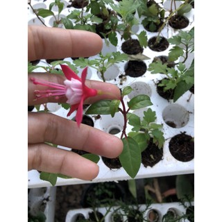 cây giống hoa lồng đèn 5 cây mix màu