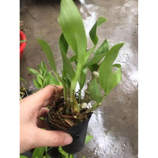 Hoa phong lan trúc phật bà
